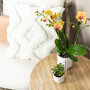 Oranje orchidee en succulent Crassula in sierpotten